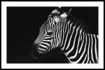 Zebra Sale