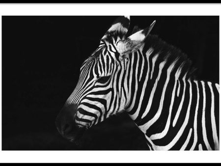 Zebra Sale