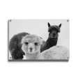 Alpaca Online Sale