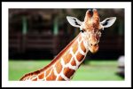 Cute Giraffe For Discount