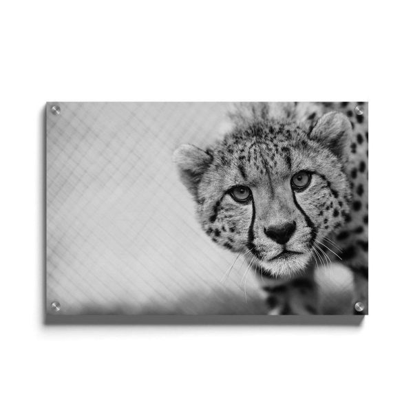 Cheetah Up Close Hot on Sale