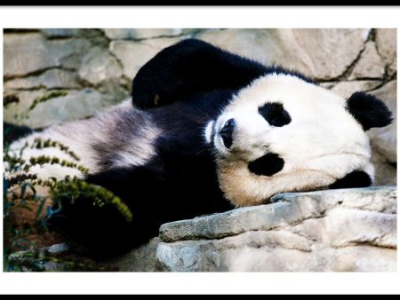 Panda Laying Down For Sale