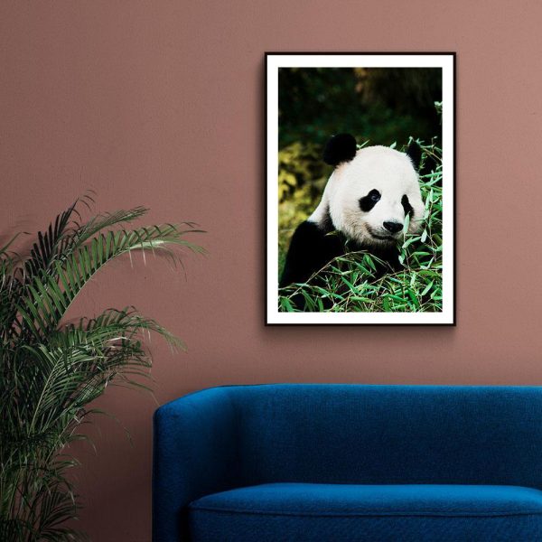 Cute Panda For Cheap