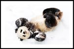 Sneeuw Panda Online