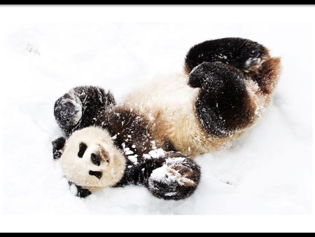 Sneeuw Panda Online