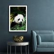 Cute Panda For Cheap