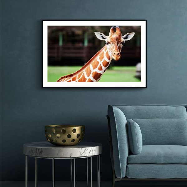 Cute Giraffe For Discount