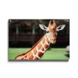 Cute Giraffe For Discount