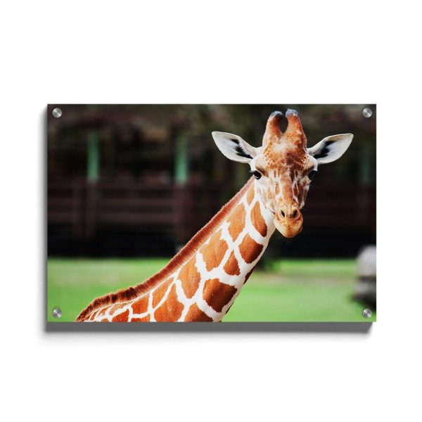 Cute Giraffe For Discount