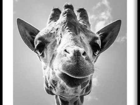 Giraffe Up Close on Sale