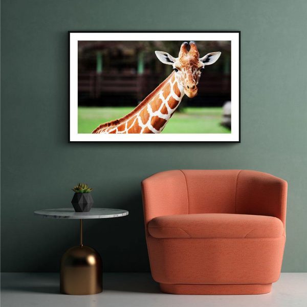 Cute Giraffe For Discount