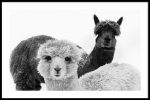 Alpaca Online Sale