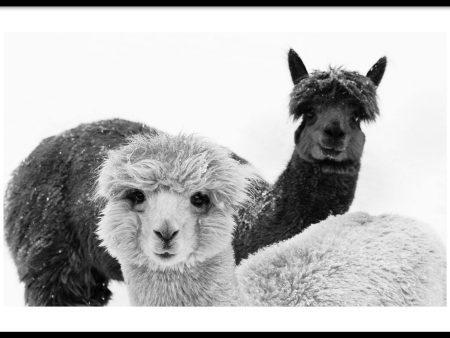 Alpaca Online Sale