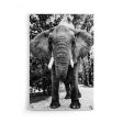 Afrikaanse Olifant Hot on Sale