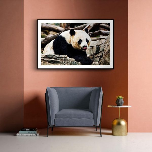 Giant Panda Sale